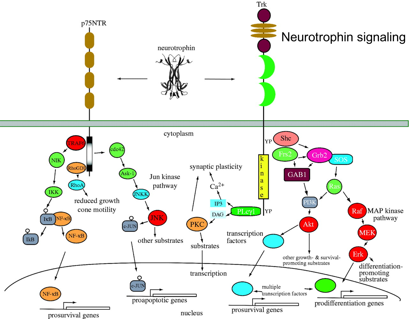 neurotrophin-receptor-proteins-creative-biomart